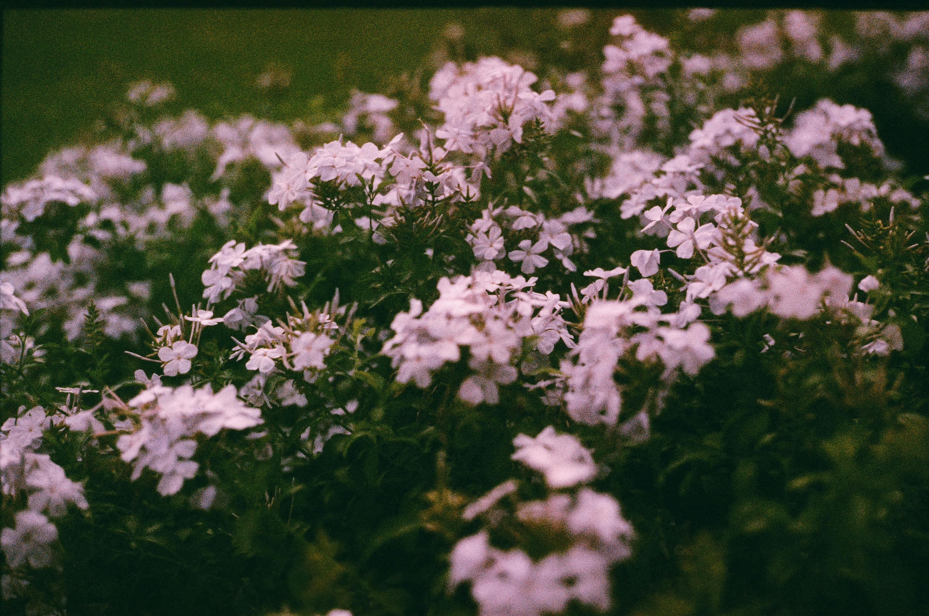 [ColoSach]-capture-of-blooming-white-flowers-in-a-lush-garden-setting,-exuding-a-tranquil-and-natural-atmosphere.
