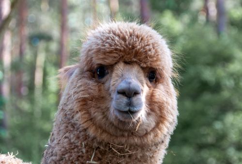 Free Adorable alpaca gazing at the camera amidst a lush green forest setting. Stock Photo