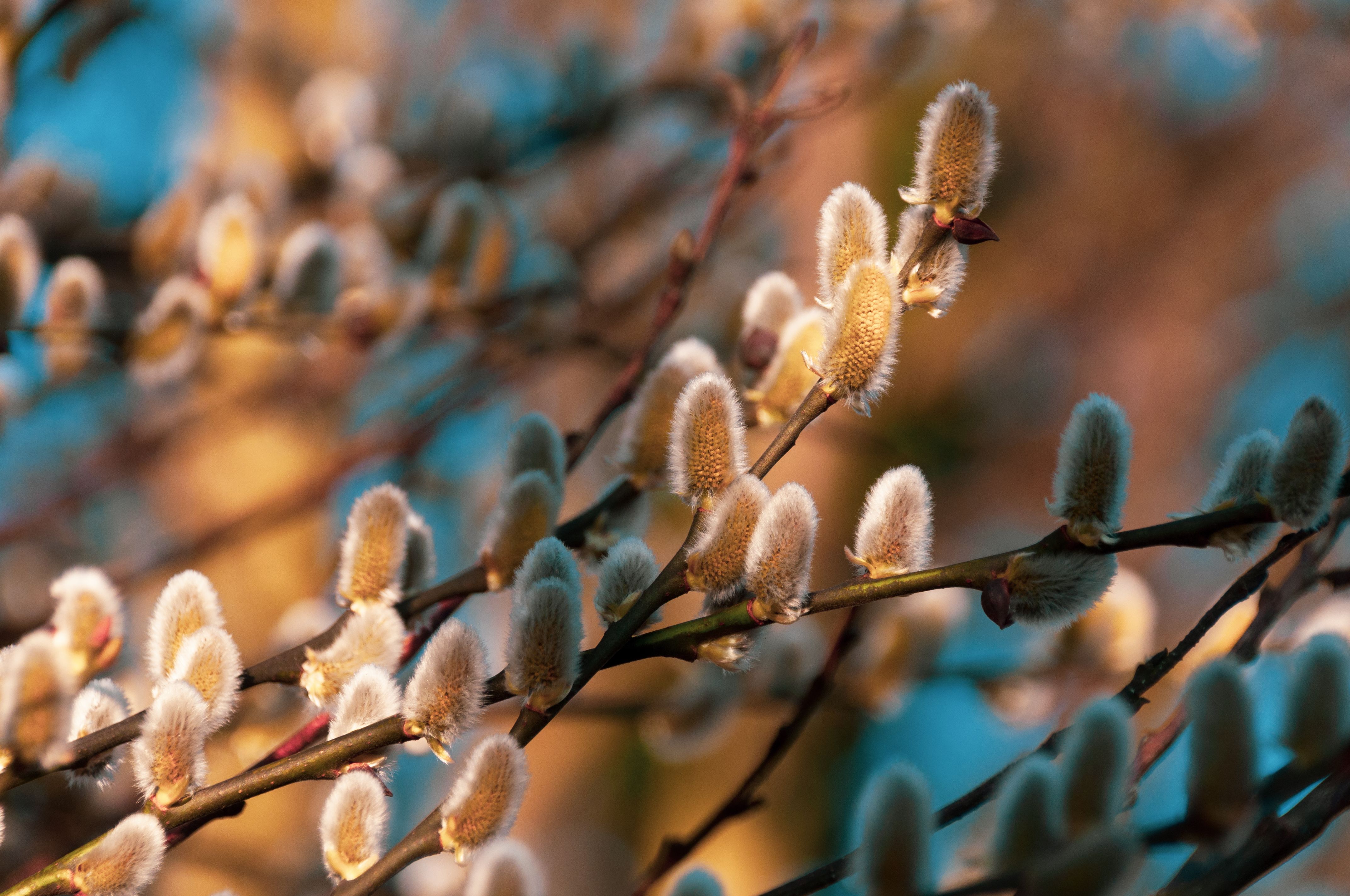 Saule Crevette : Plantation et Entretien Guide
