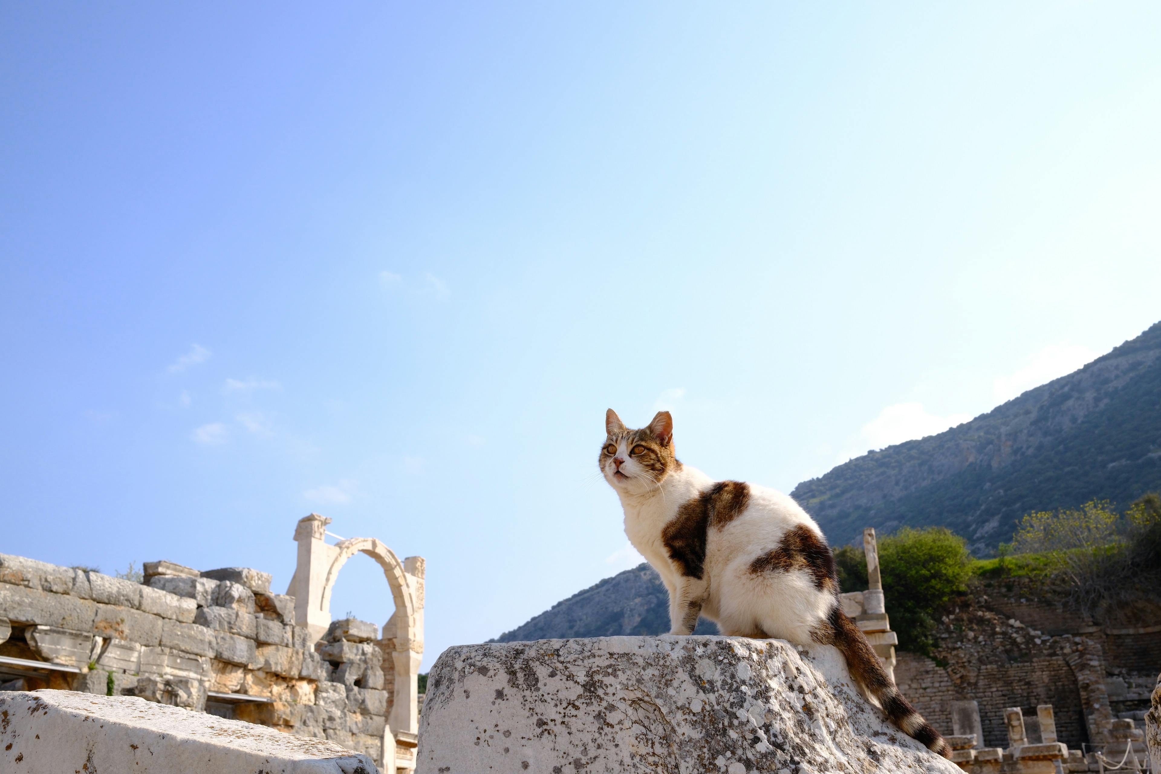 Ancient Palaces, a Cat Café, and KPop Demon Hunters—the Perfect Family Travel Itinerary for South Korea — Photo by berna on P