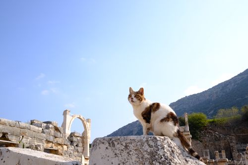 Free A cat sitting on ancient ruins in Ephesus, surrounded by a scenic landscape under clear blue skies in İzmir, Turkey. Stock Photo