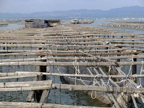 Kostenloses Stock Foto zu aufzucht, muscheln