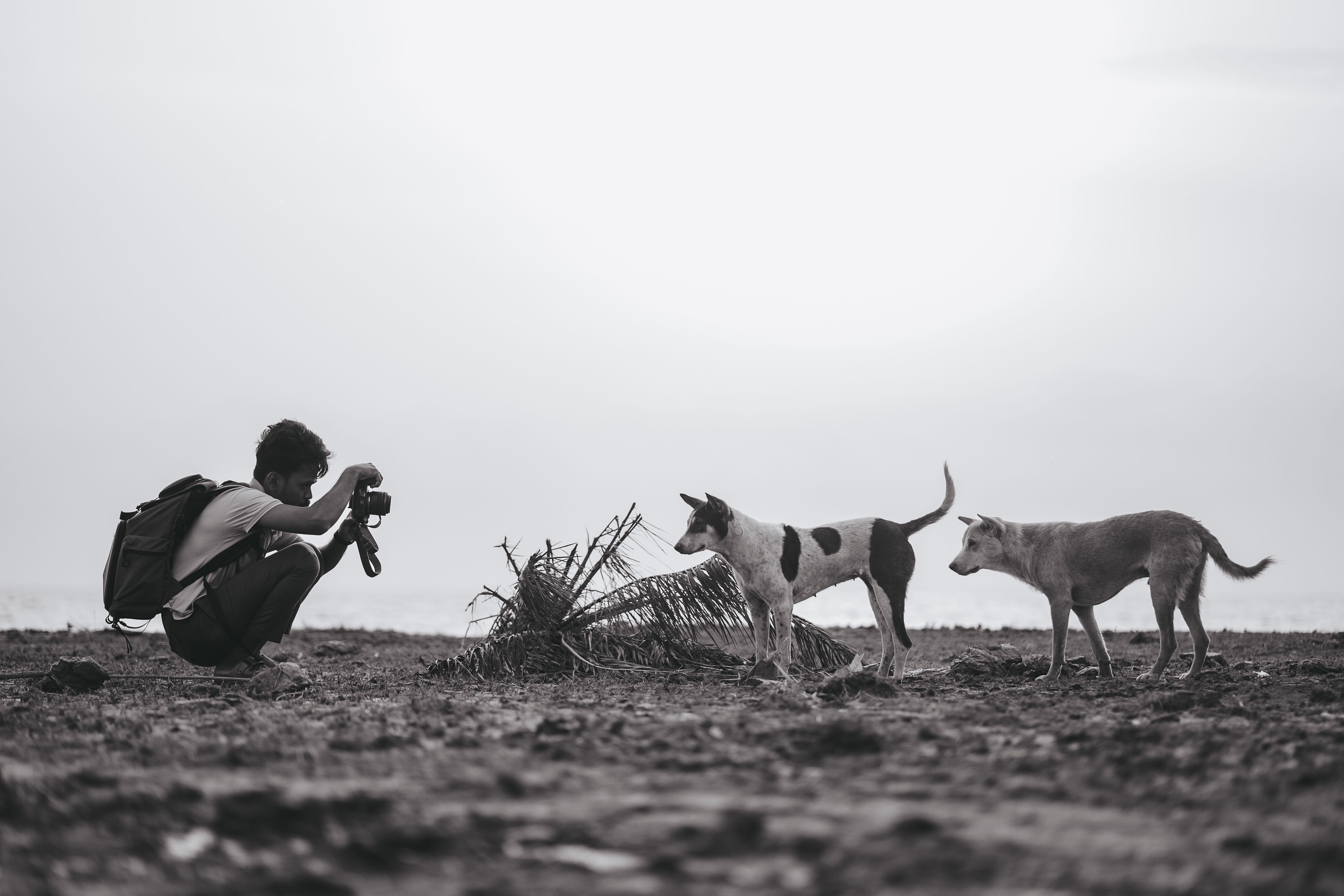 Pet photographer positioning a small dog for a portrait session in a home studio