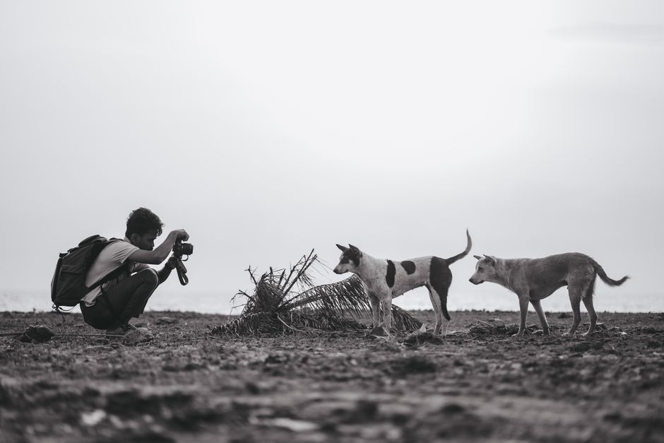 Pet photographer positioning a small dog for a portrait session in a home studio