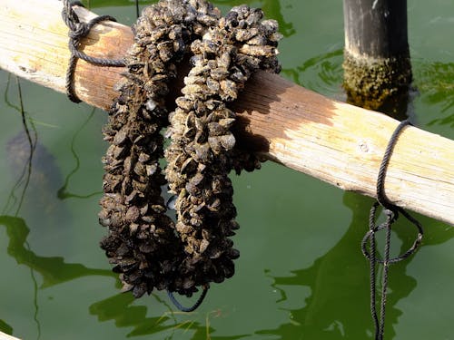 Kostenloses Stock Foto zu aufzucht, muscheln