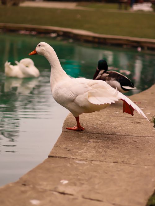 Free A white duck stands gracefully on a stone ledge by a pond, with other ducks in the background. Stock Photo