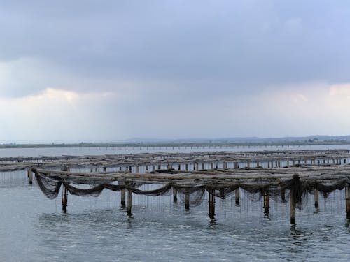 Kostenloses Stock Foto zu aufzucht, muscheln