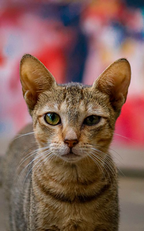 Free Close-up portrait of a street cat with colorful blurred background. Stock Photo