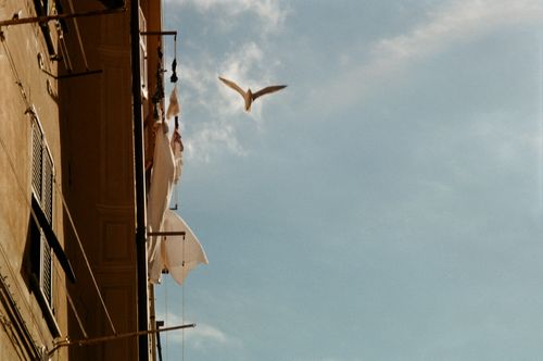 Free A seagull gracefully flies past a building with hanging laundry on a sunny day. Stock Photo