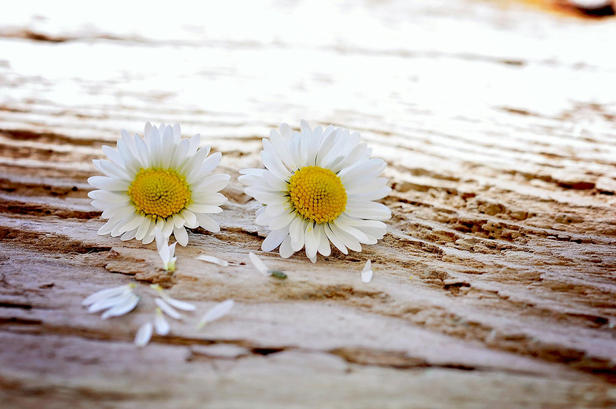 200 amazing daisy photos pexels free stock photos