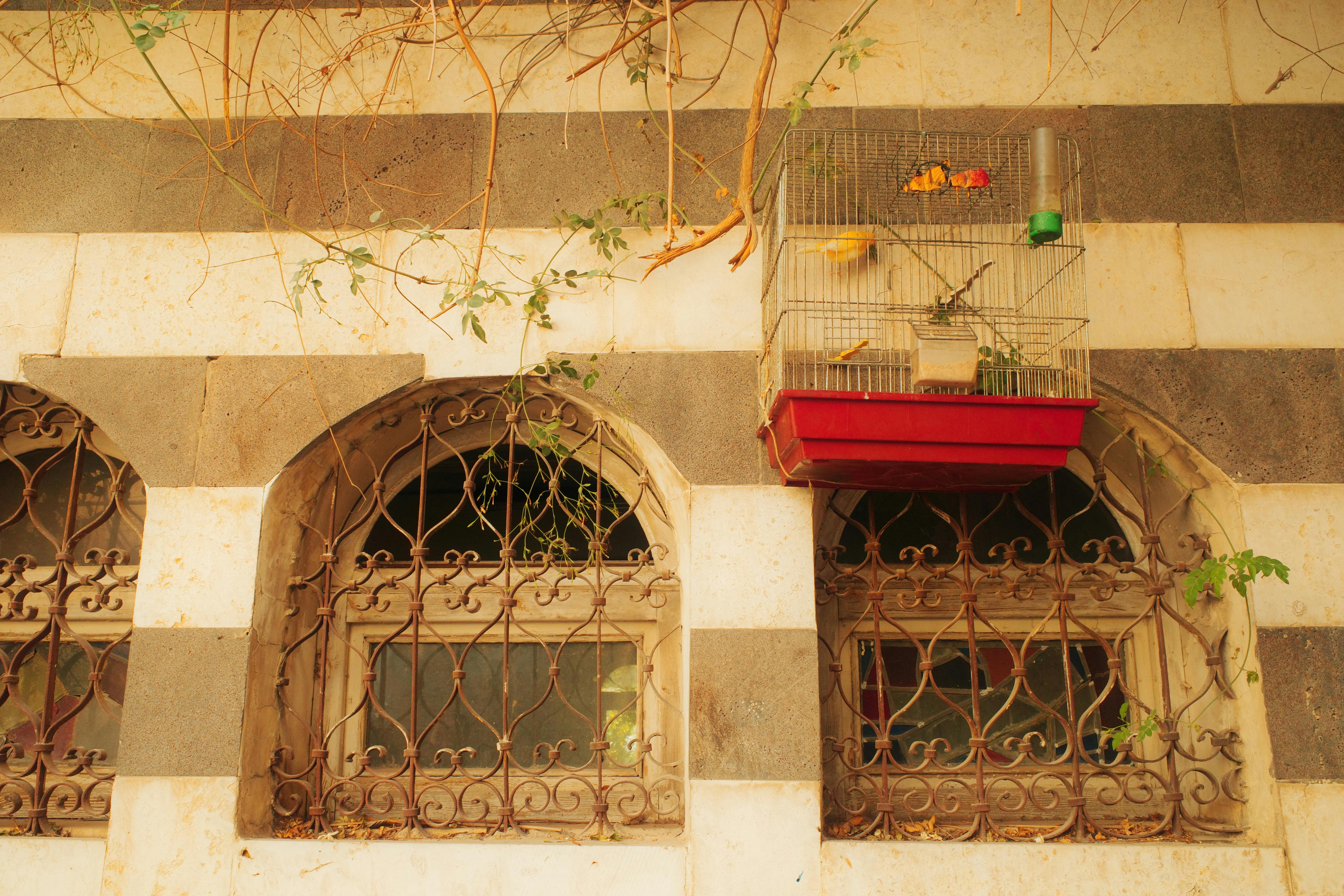 Best Bird Cages 2026: Flight Cages, Parrot Cages & More