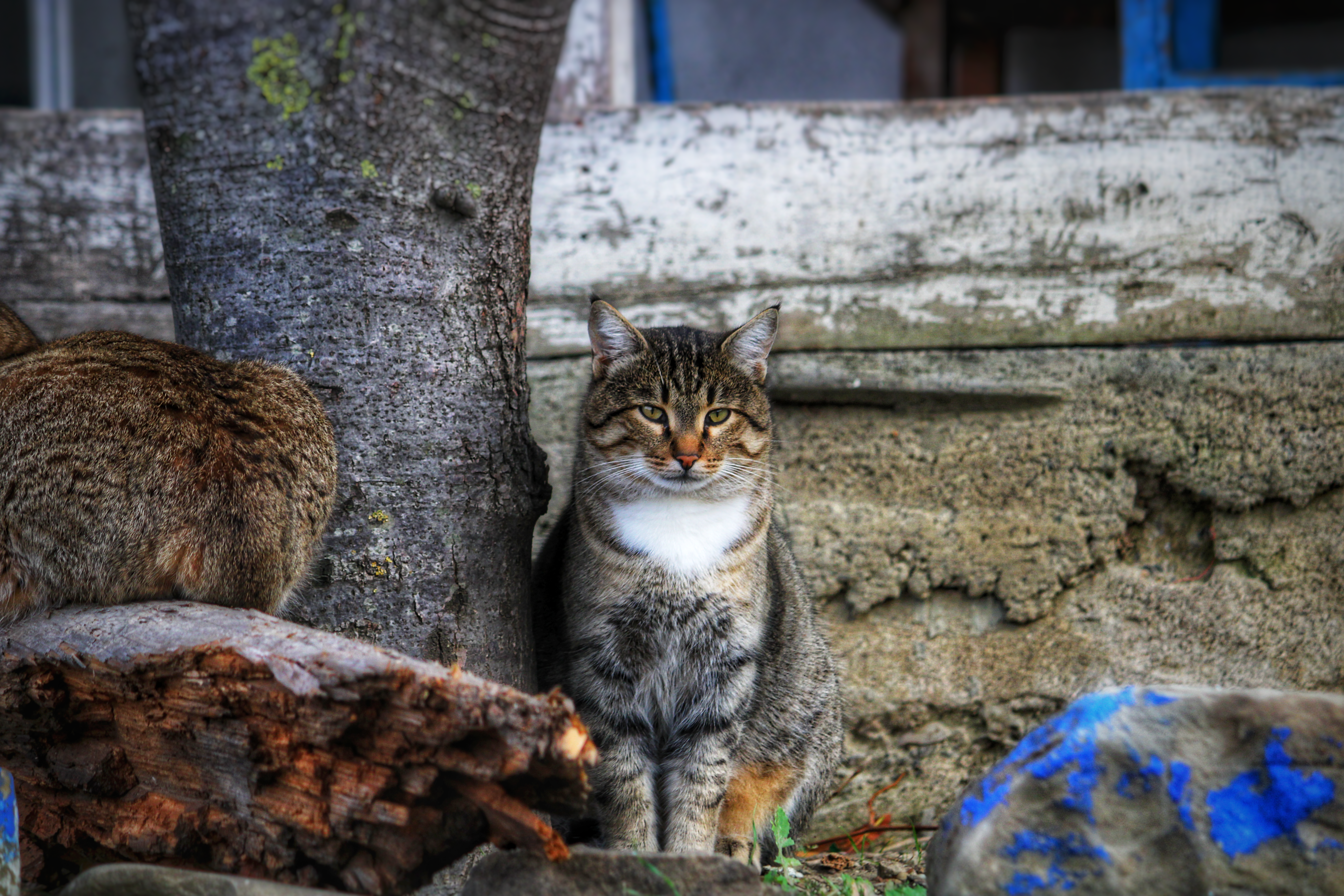 Majestic Tabby Cat by Rustic Barn · Free Stock Photo