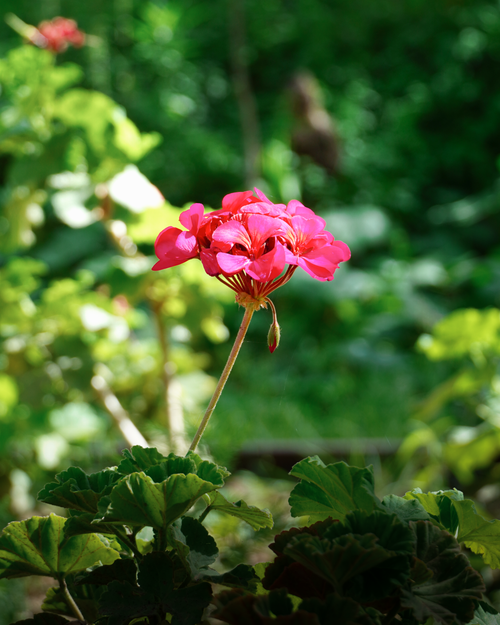 Free A vibrant pink geranium flower stands out against a lush green background in Cochabamba, Bolivia. Stock Photo