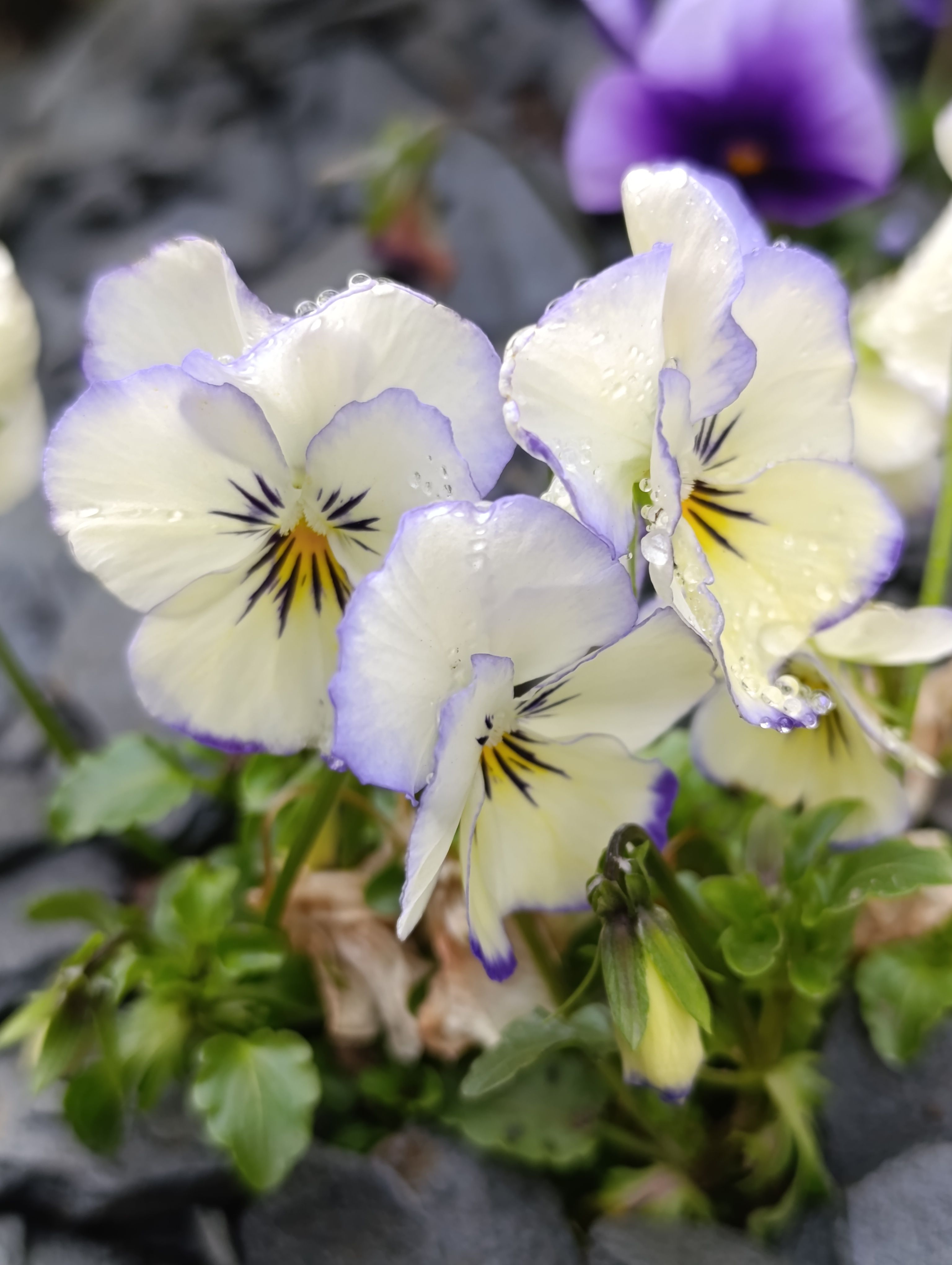 [ColoSach]-vibrant-pansies-with-morning-dew,-highlighting-delicate-purple-edges-and-vivid-yellow-centers.
