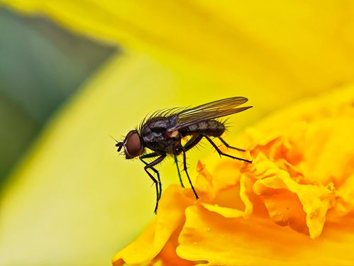 Free Macro shot of a housefly perched on a vibrant yellow flower petal. Stock Photo