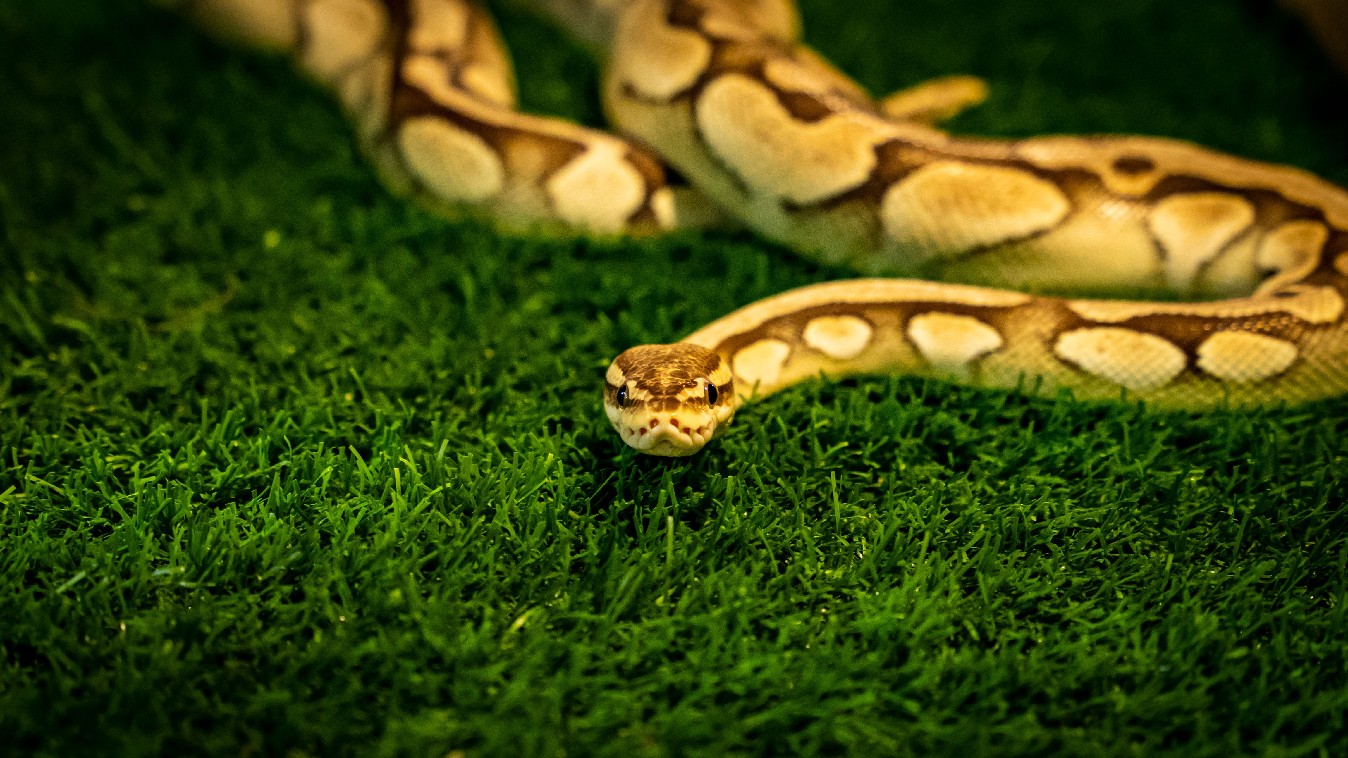 best beginner ball python tank setup Final Verdict: What a Correct Setup Actuall