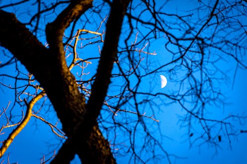 Free stock photo of baby moon, blue, blue hour