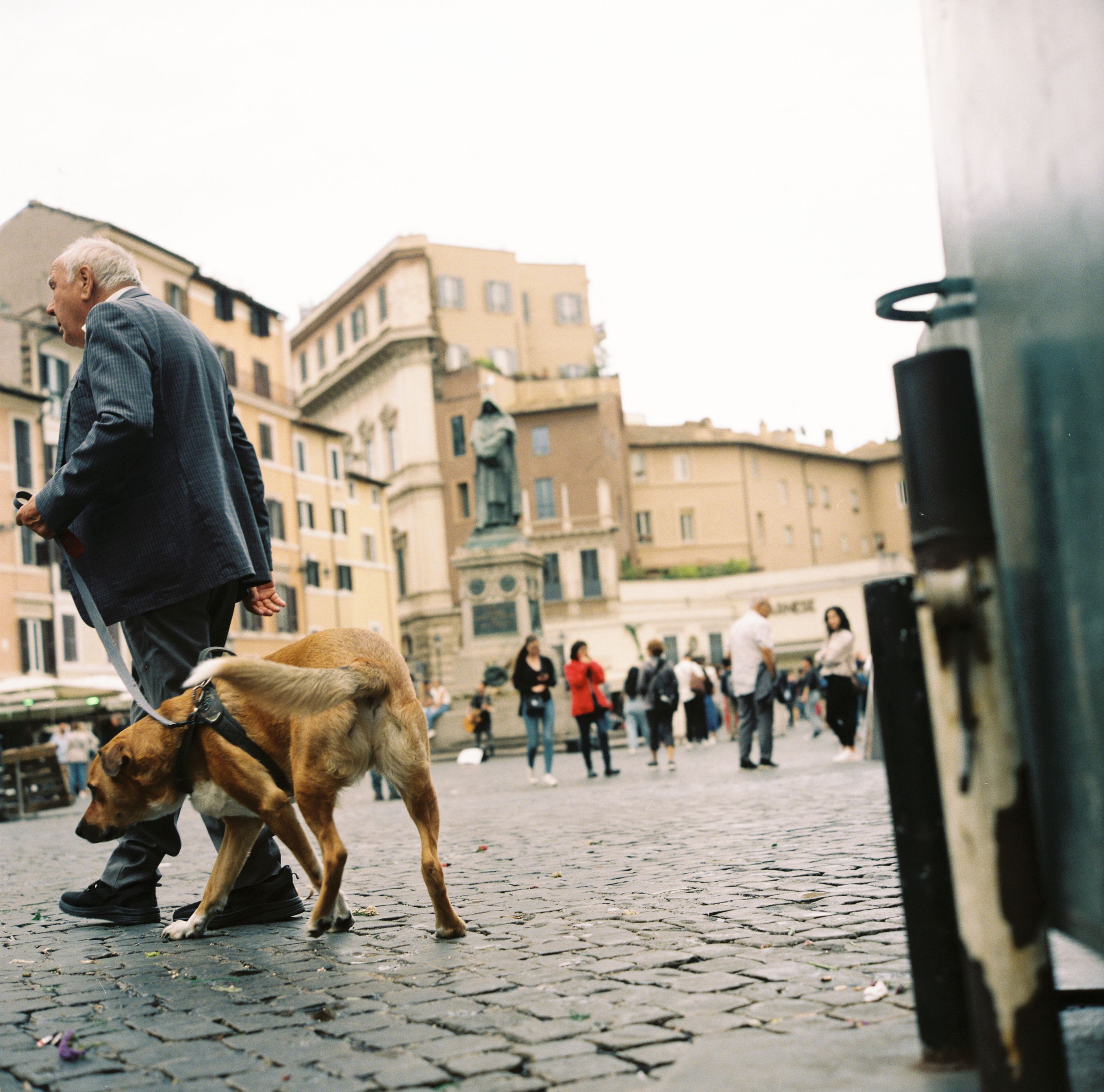 Best Dog Potty Pad for Apartment Living in Rome Italy – My Honest Review After 3 Months