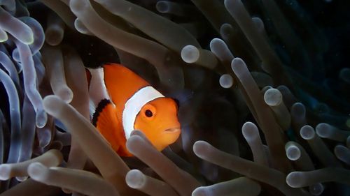 Free Close-up of a clownfish nestled among the tentacles of a sea anemone in the Philippines. Stock Photo