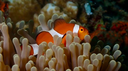 Free Close-up of a clownfish swimming through its anemone home in vibrant coral reefs of the Philippines. Stock Photo