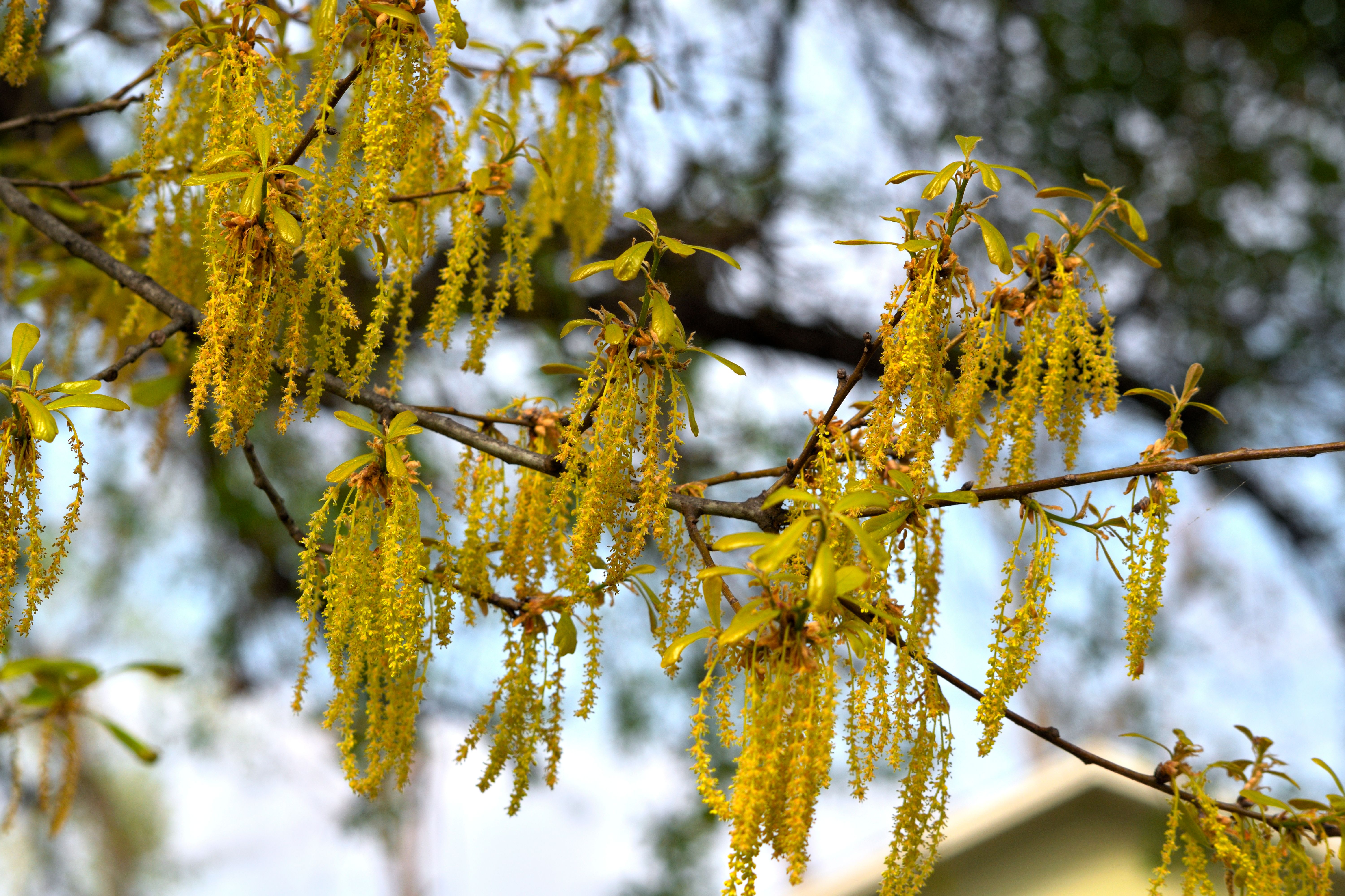Oak tree catkins hanging from branches in spring — do trees have genders in Surrey BC