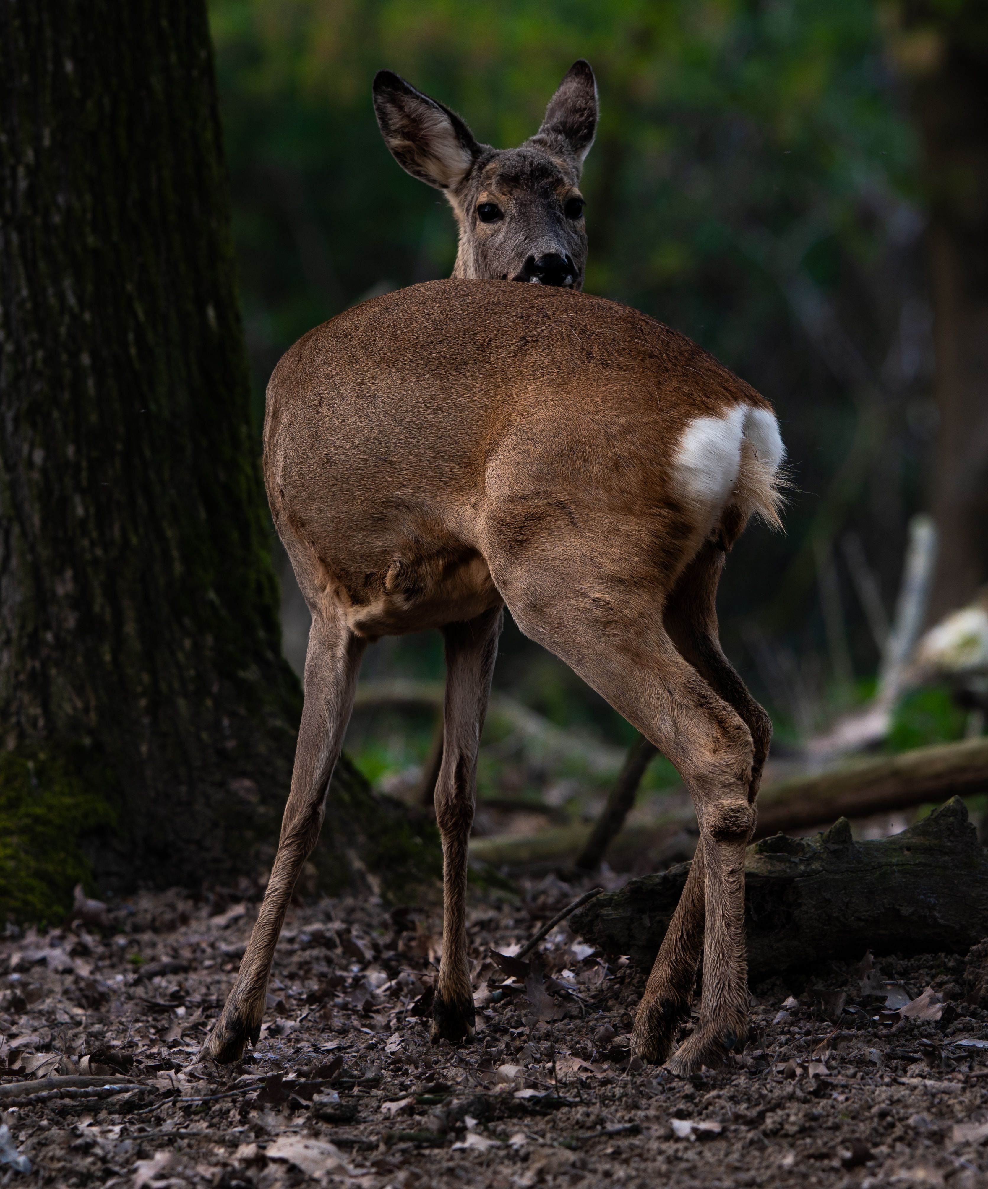 A deer stands cautiously among trees and fallen leaves in a lush forest setting.