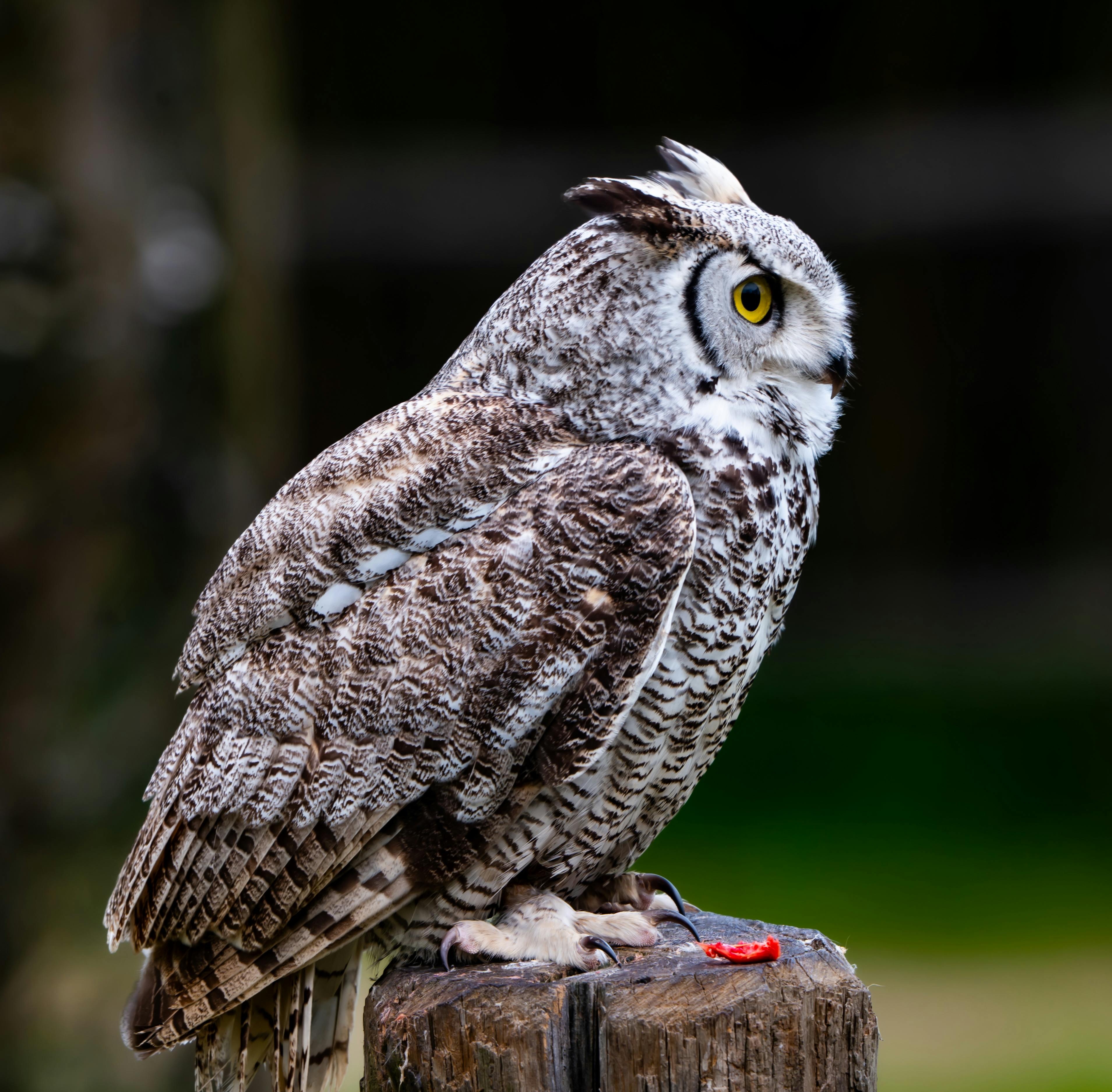 Great Horned Owl