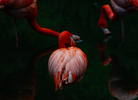 flamingo photo