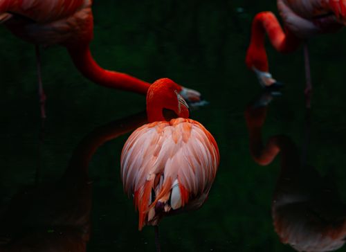 Free Serene image of flamingos reflected in dark waters, highlighting their vibrant plumage. Stock Photo