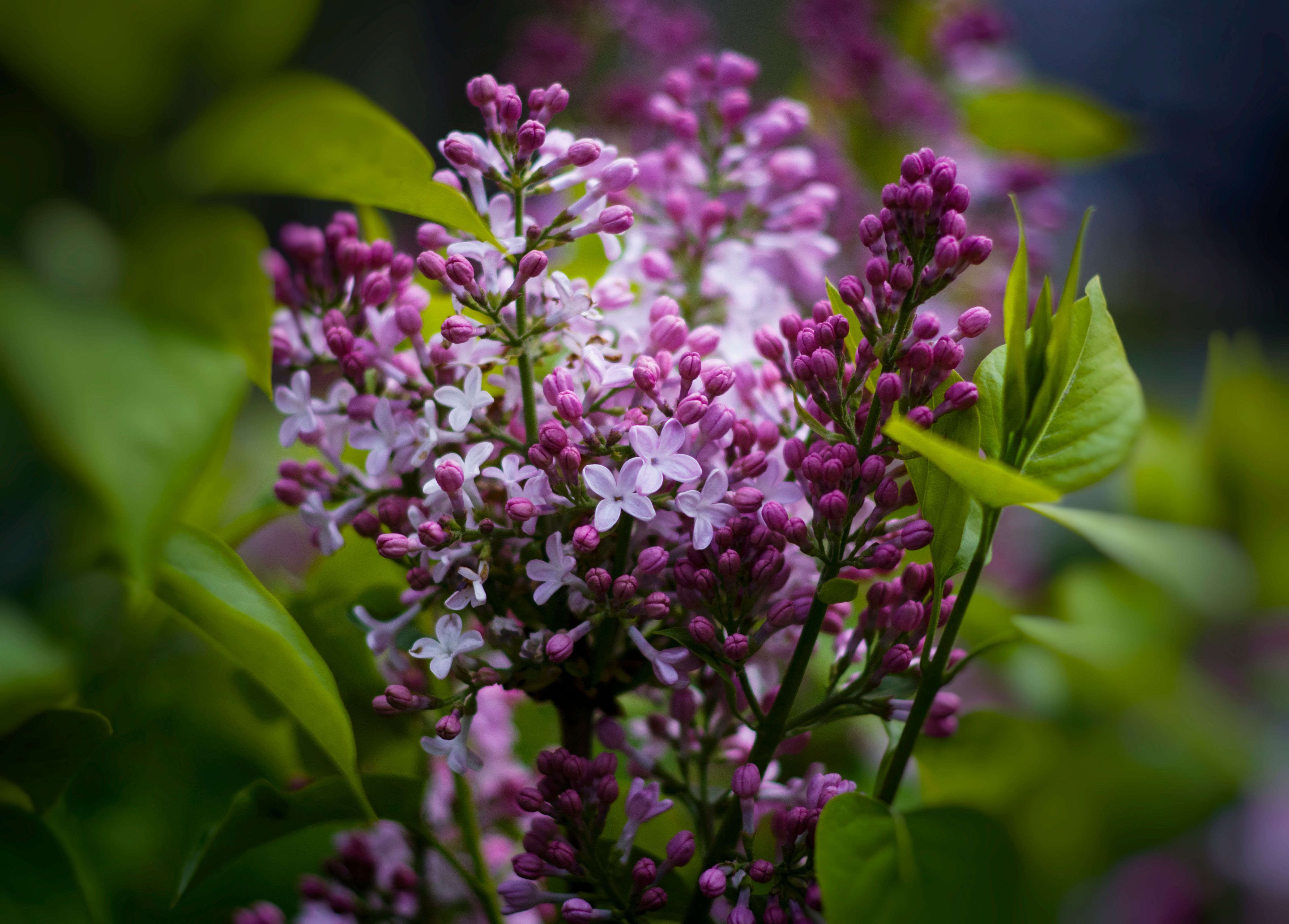 [ColoSach]-a-detailed-view-of-purple-lilac-flowers-in-full-bloom,-showcasing-their-vibrant-beauty.