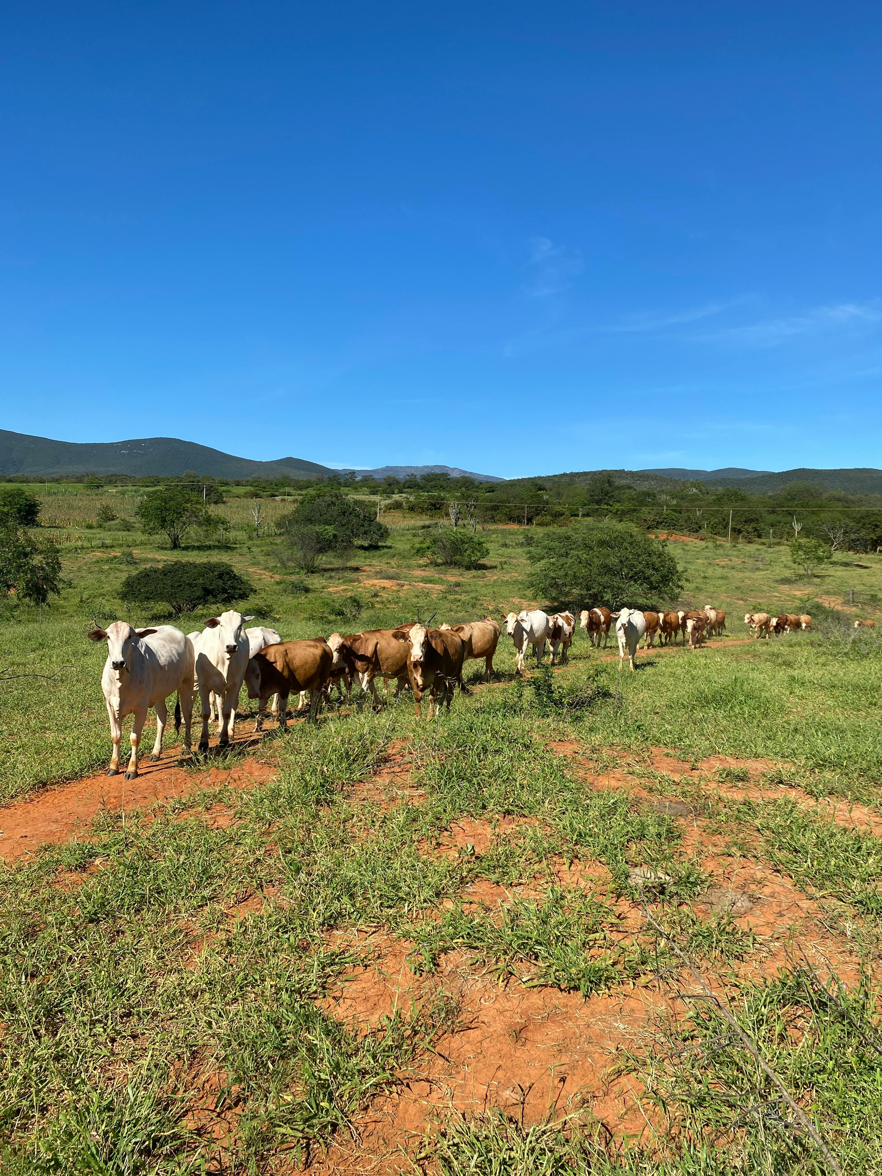 EU Plans to Block Brazilian Beef Imports Starting in September