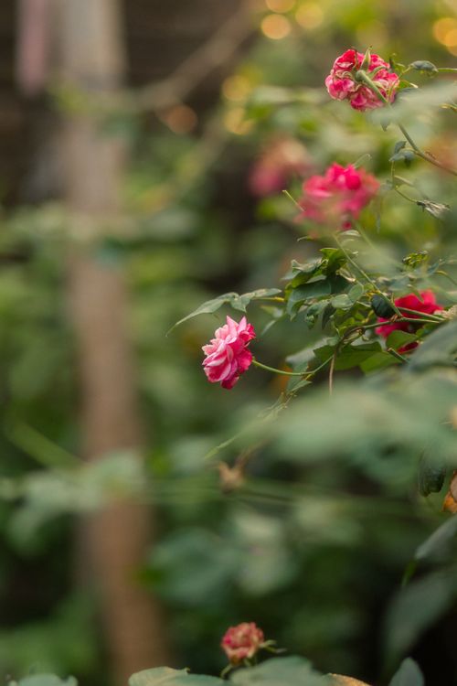 Free Beautiful pink roses blooming in a sunlit garden, showcasing nature's elegance. Stock Photo
