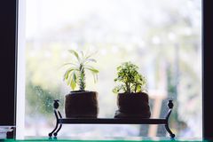 Two potted plants placed on a window sill with a blurred outdoor background, creating a tranquil indoor decoration.