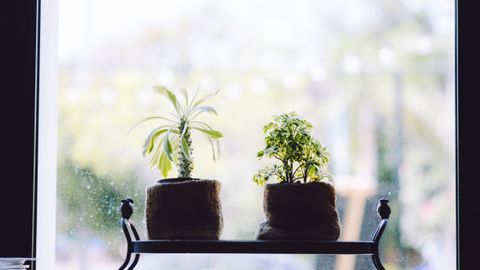 Two potted plants placed on a window sill with a blurred outdoor background, creating a tranquil indoor decoration.