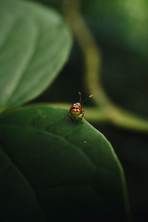Free Macro shot of a vibrant beetle perched on a green leaf, highlighting nature's beauty. Stock Photo