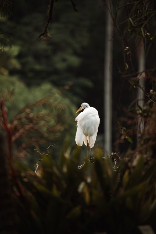 Free A solitary egret perched amidst dense forest foliage, exuding serenity and elegance. Stock Photo