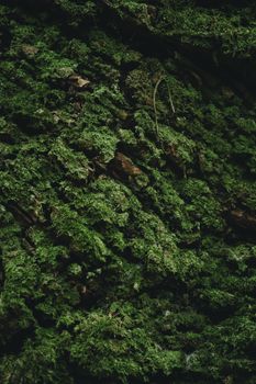 Detailed close-up of lush green moss covering tree bark, showcasing the natural texture and forest greenery.