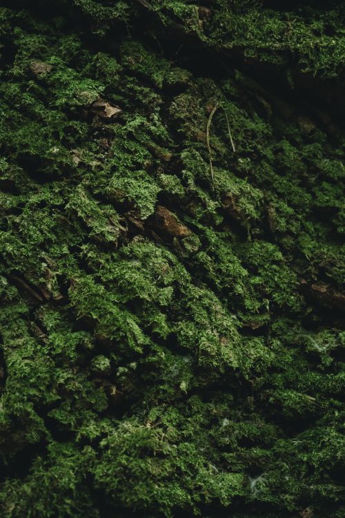 Free Detailed close-up of lush green moss covering tree bark, showcasing the natural texture and forest greenery. Stock Photo