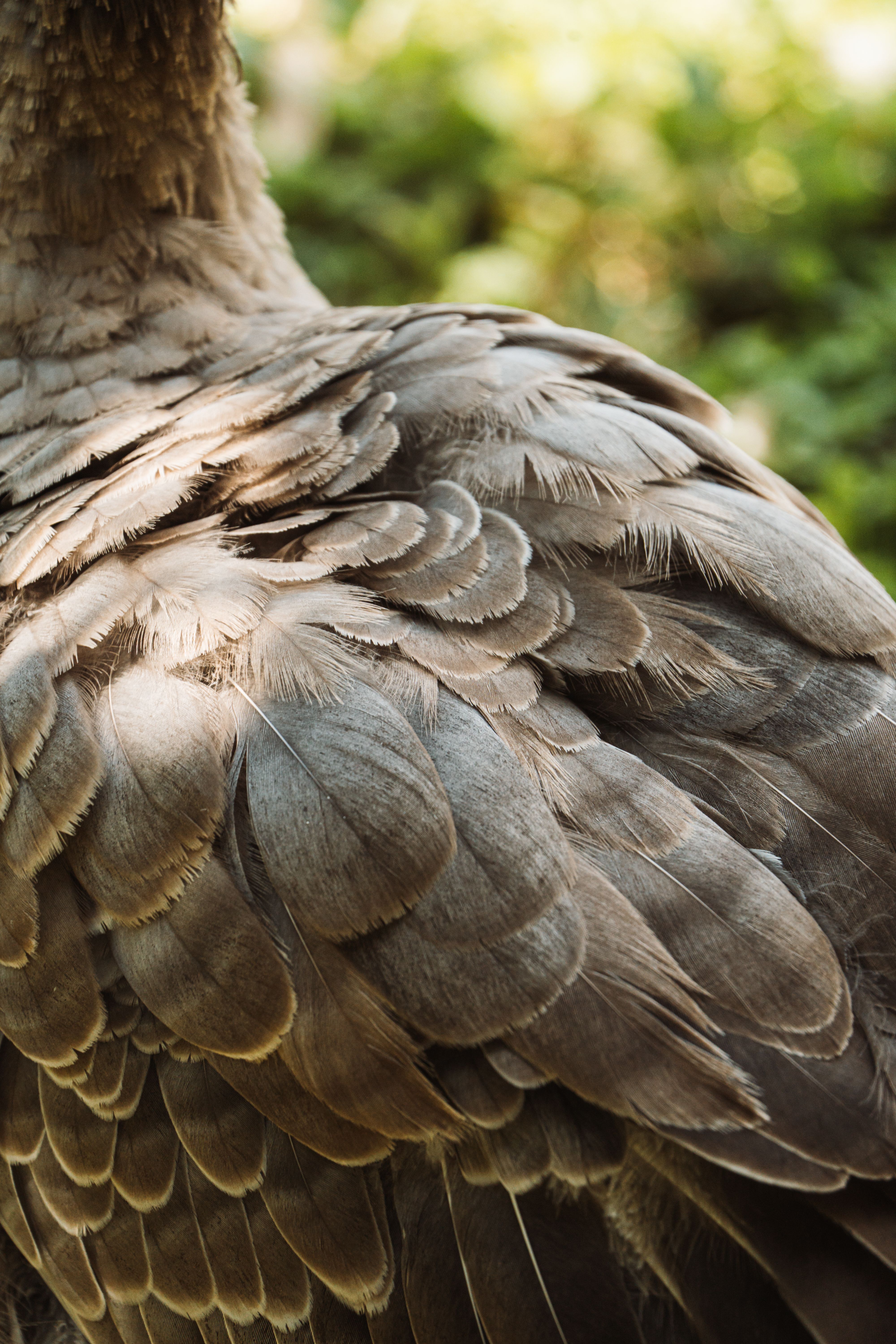Close-Up of Bird's Feathers in Natural Light · Free Stock Photo