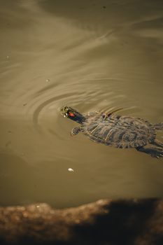 turtle photo
