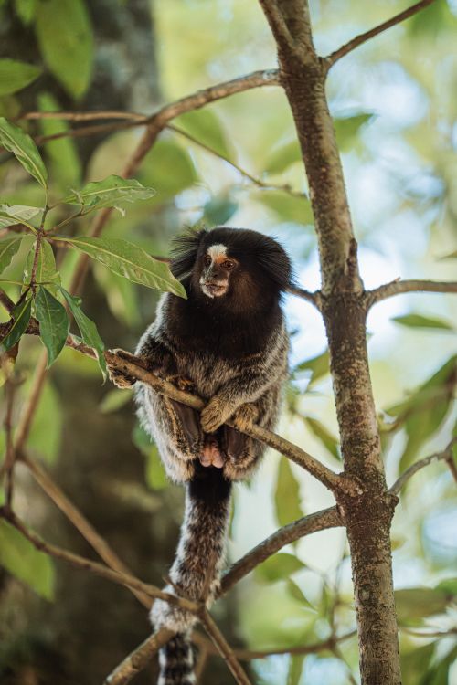 Free A common marmoset sitting on a tree branch surrounded by lush foliage in a forest. Stock Photo