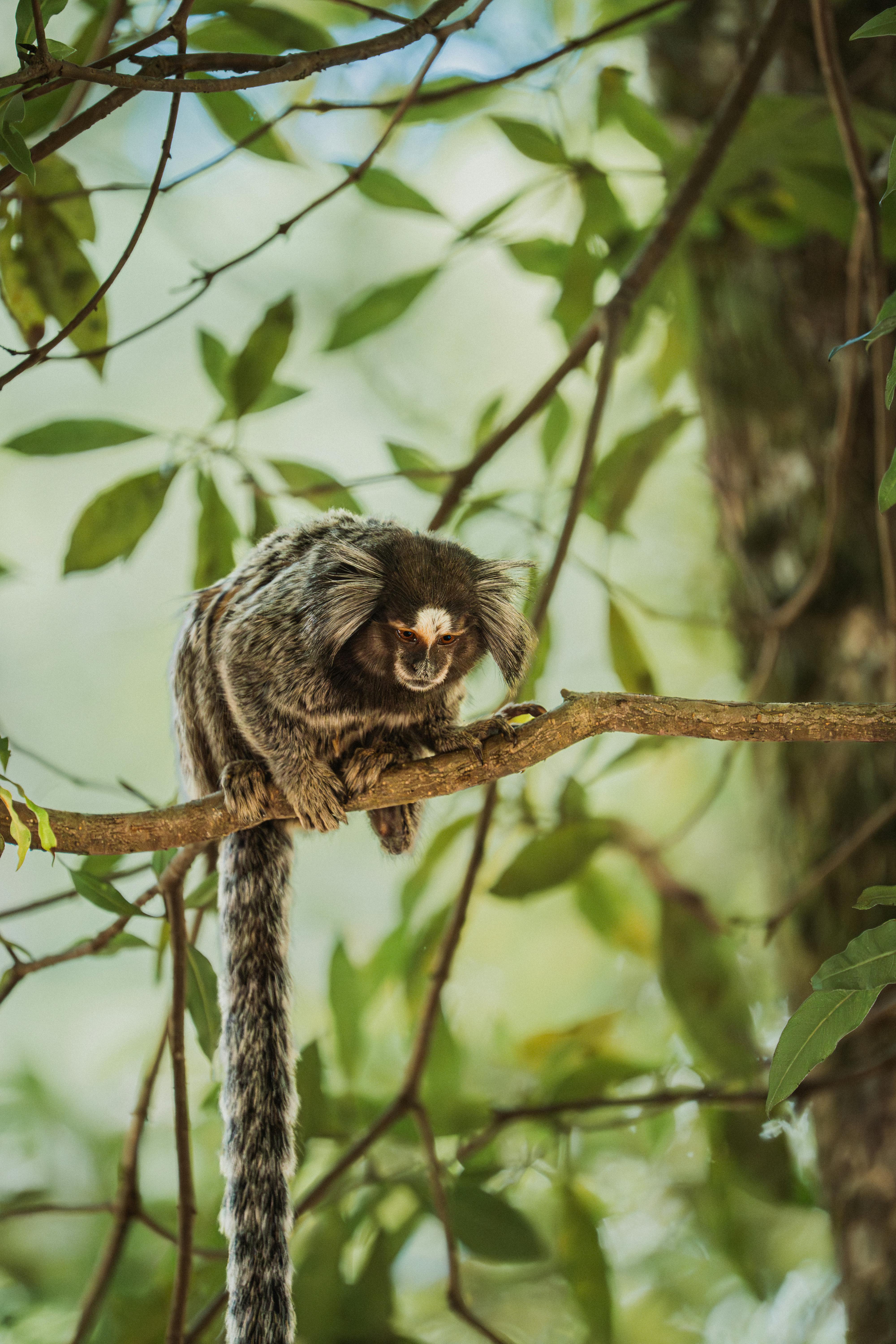A marmoset monkey perched on a tree branch in a lush forest setting with vibrant greenery.