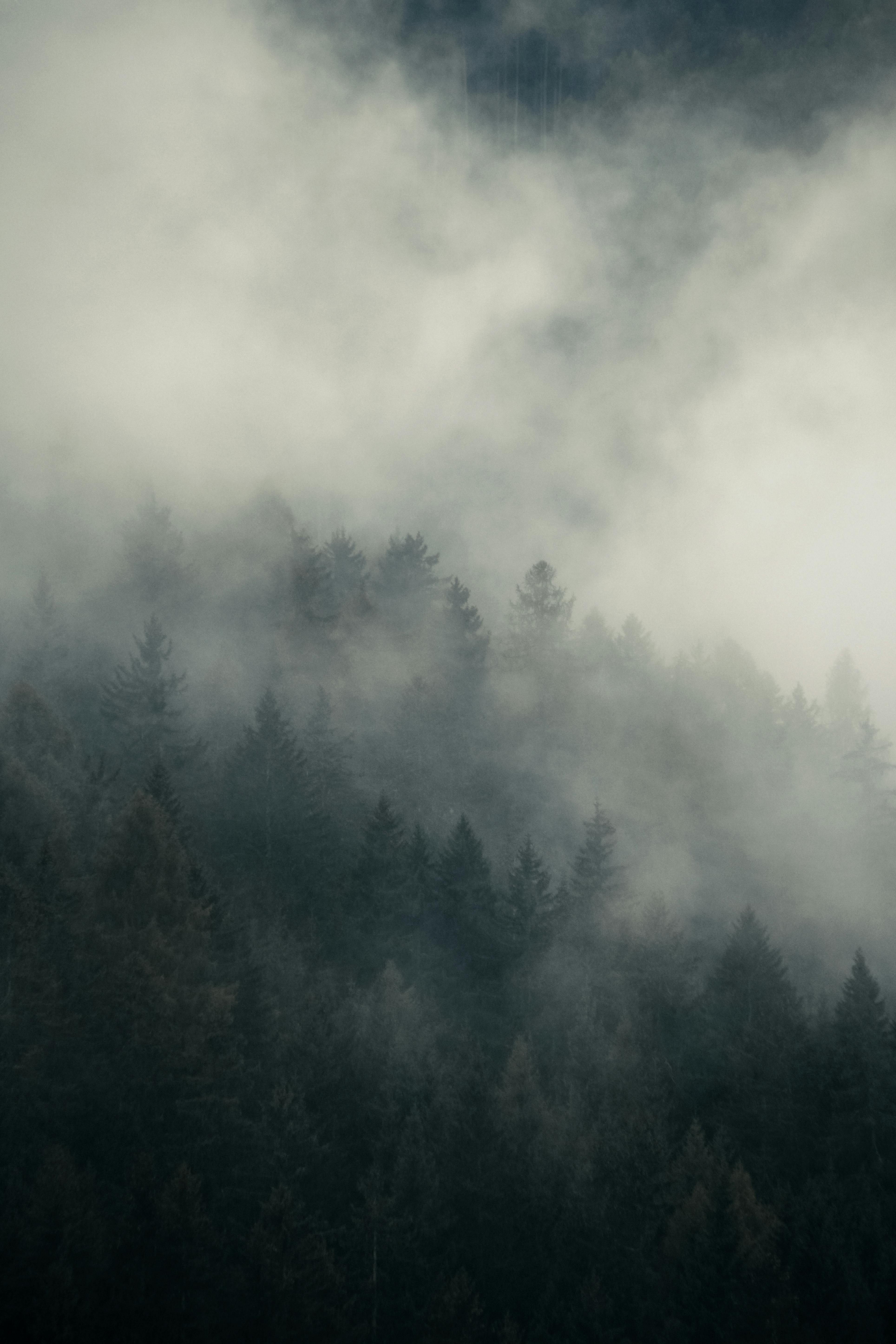 Atmospheric view of a misty forest covered in thick fog, creating a mysterious ambiance.