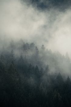 Atmospheric view of a misty forest covered in thick fog, creating a mysterious ambiance.
