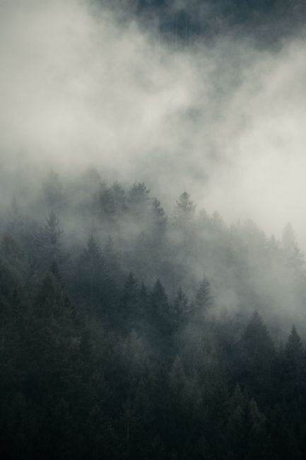 Atmospheric view of a misty forest covered in thick fog, creating a mysterious ambiance.