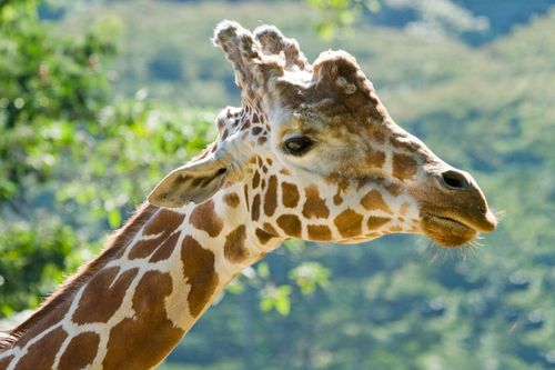 Free Captivating close-up of a giraffe in the wild, showcasing its unique pattern. Stock Photo