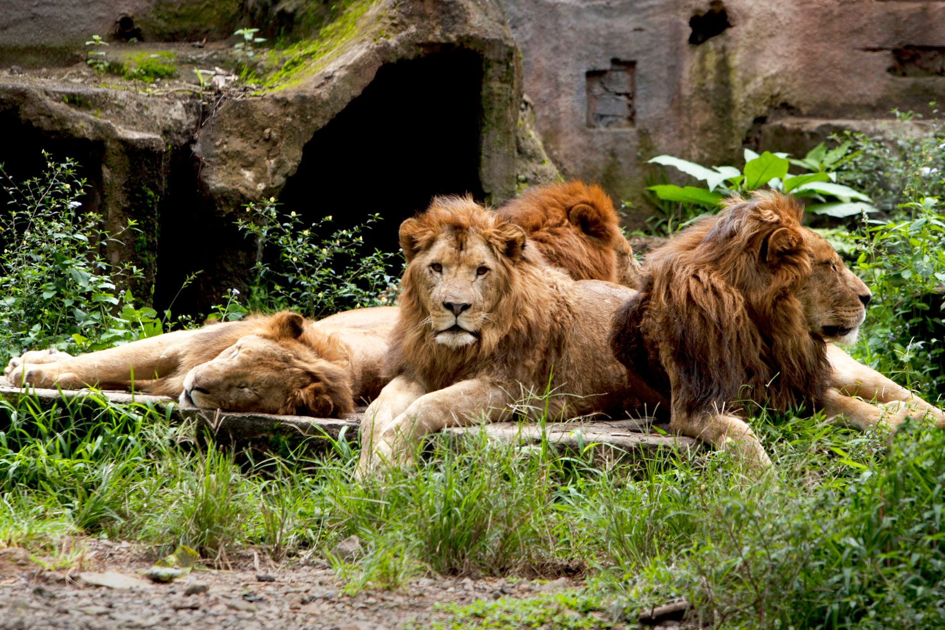 Four lions relaxing in a lush, green environment, showcasing their strength and majesty.
