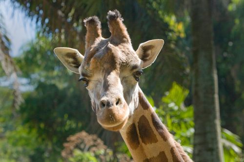 Free A detailed close-up of a giraffe in a lush outdoor environment, showcasing its features. Stock Photo