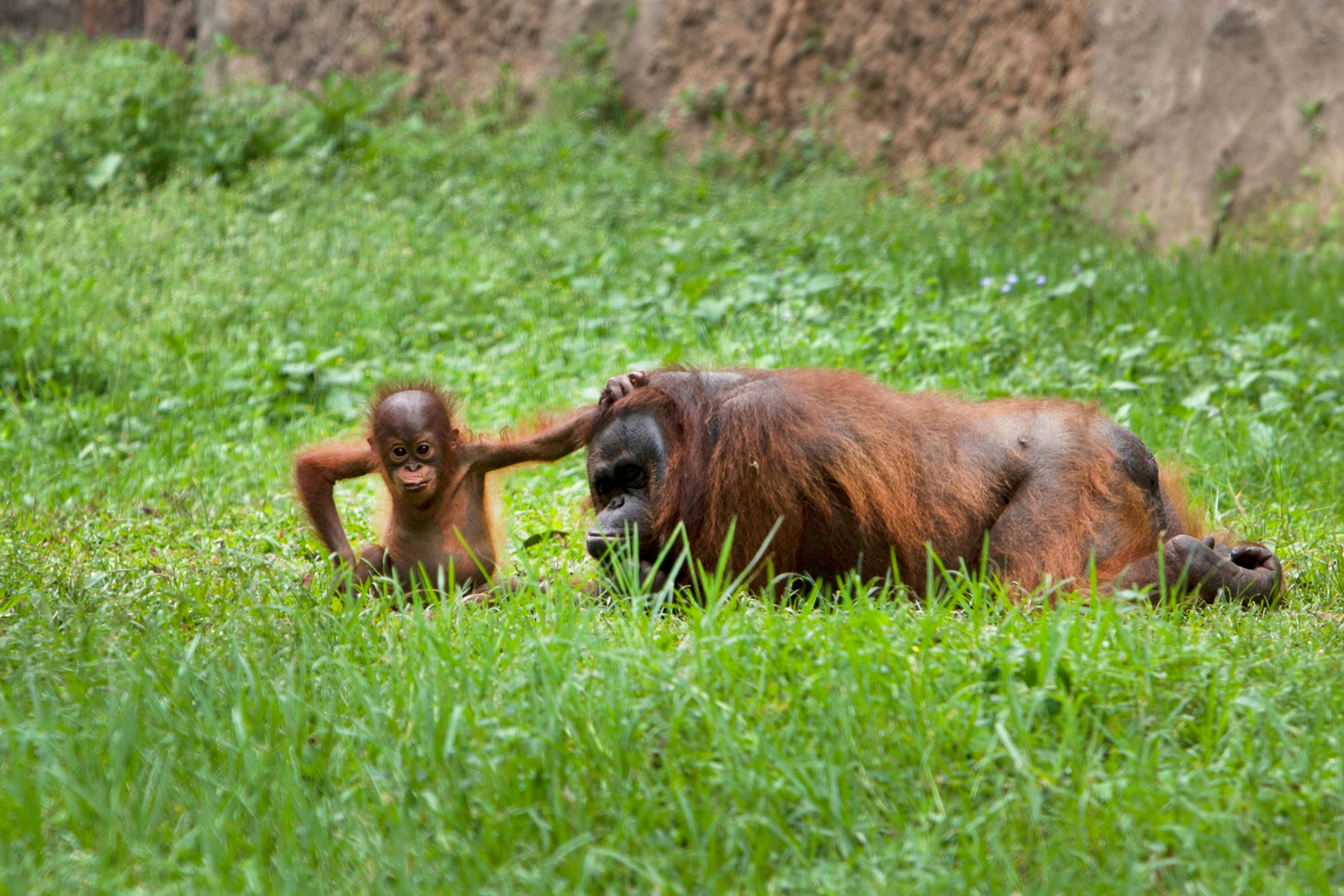 A heartwarming scene of a mother and baby orangutan interacting on a lush, grassy field.