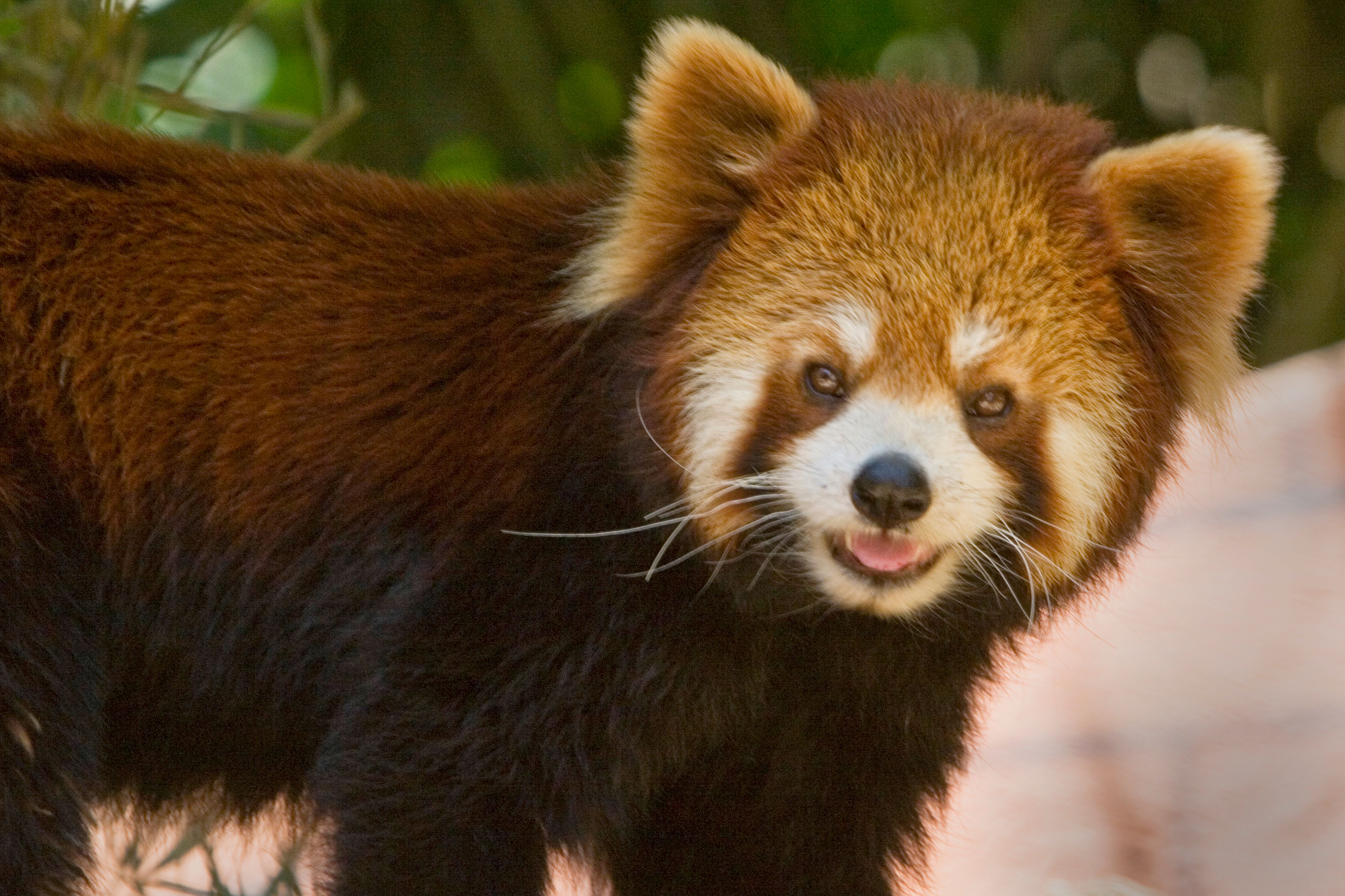 Close-up of a Red Panda in Natural Habitat · Free Stock Photo